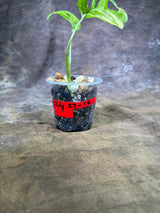 Monstera Adansonii Aurea Variegated - Swiss Cheese Premium (July-29-18)