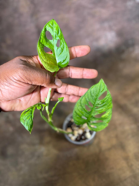 Monstera Adansonii Aurea Variegated - Swiss Cheese Premium (July-29-19)