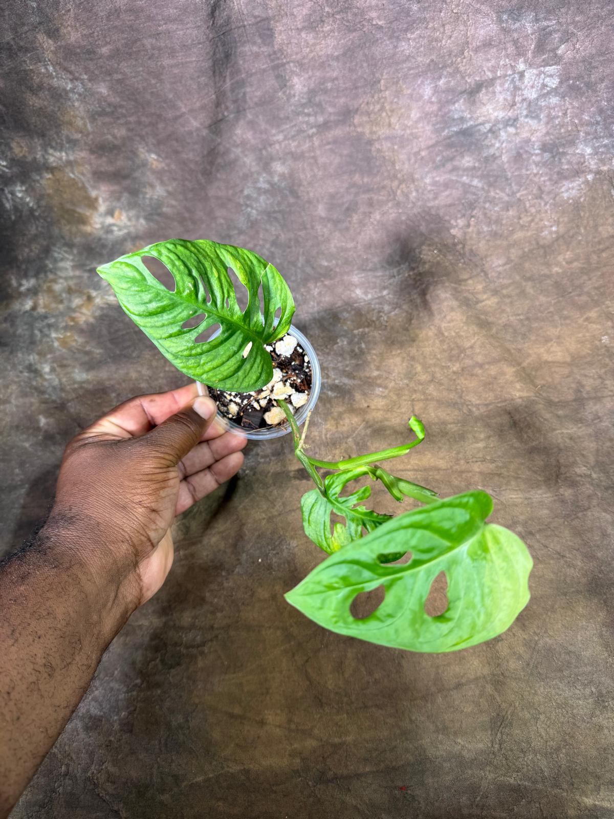 Monstera Adansonii Aurea Variegated - Swiss Cheese Premium (July-29-19)