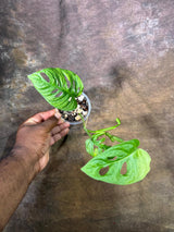 Monstera Adansonii Aurea Variegated - Swiss Cheese Premium (July-29-19)
