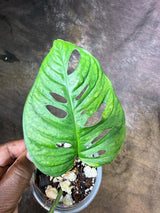 Monstera Adansonii Aurea Variegated - Swiss Cheese Premium (July-29-19)