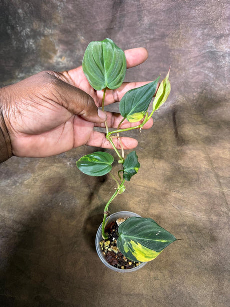 Variegated Philodendron Mican Aurea - (July-29-20)