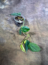 Variegated Philodendron Mican Aurea - (July-29-20)