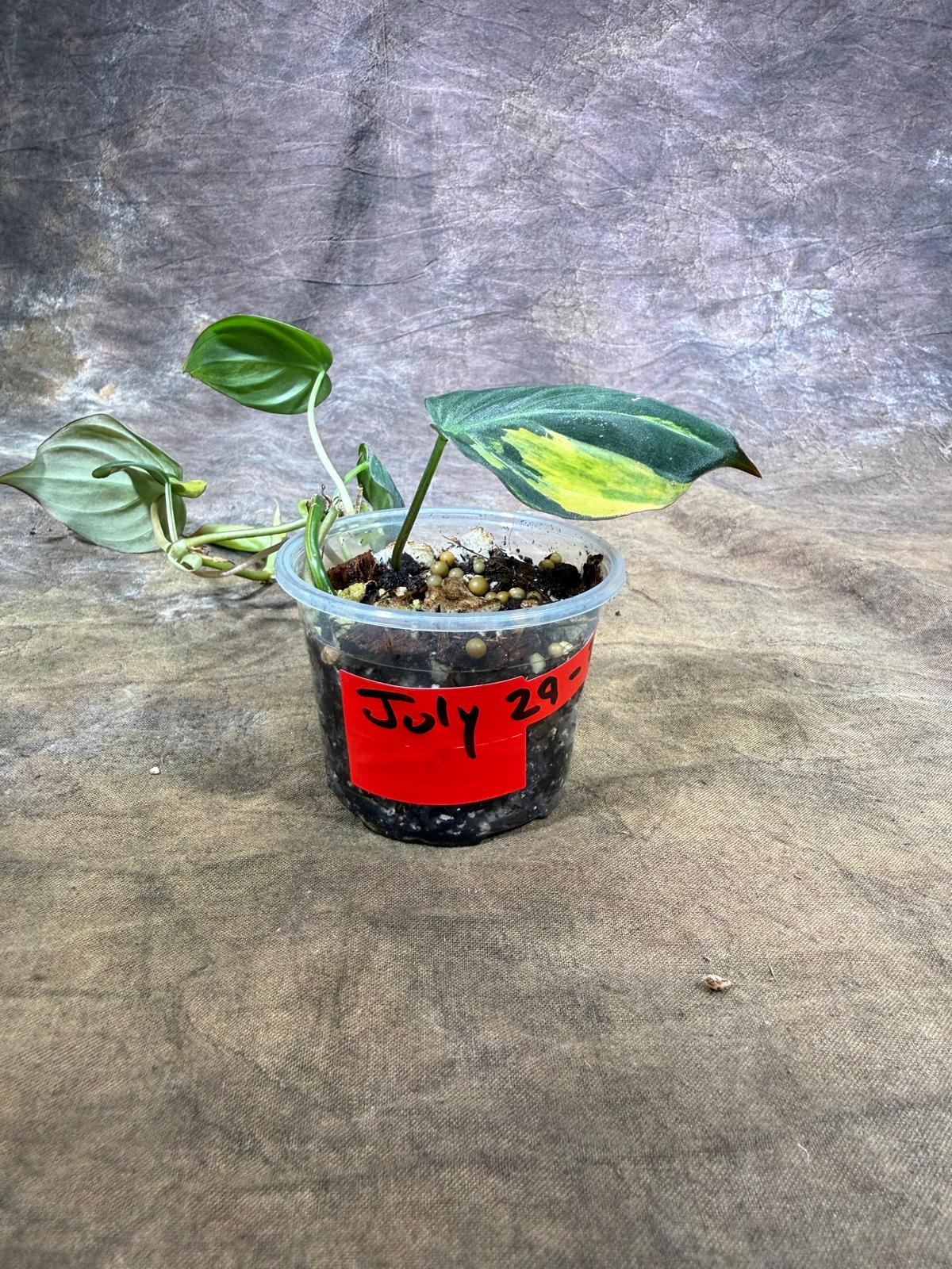Variegated Philodendron Mican Aurea - (July-29-20)