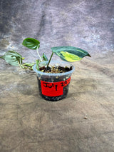 Variegated Philodendron Mican Aurea - (July-29-20)