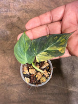 Variegated Philodendron Mican Aurea - (July-29-22)