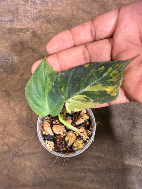 Variegated Philodendron Mican Aurea - (July-29-22)