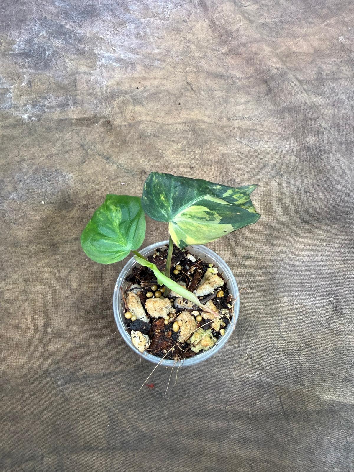 Variegated Philodendron Mican Aurea - (July-29-22)