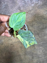 Variegated Philodendron Mican Aurea - (July-29-22)