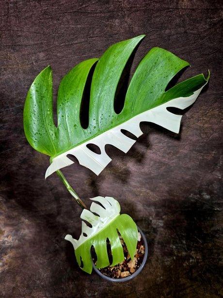 Variegated Monstera Albo - White Monstera - US Seller (July-30-3)