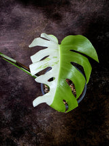 Variegated Monstera Albo - White Monstera - US Seller (July-30-3)