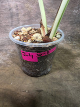 Variegated Monstera Albo - White Monstera - US Seller (July-30-3)