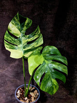 Monstera Aurea Variegated Borsigiana - Monstera Marmota - (July-30-5)