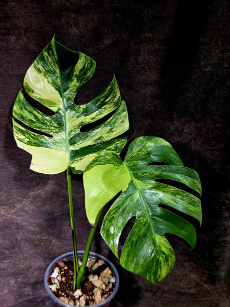 Monstera Aurea Variegated Borsigiana - Monstera Marmota - (July-30-5)