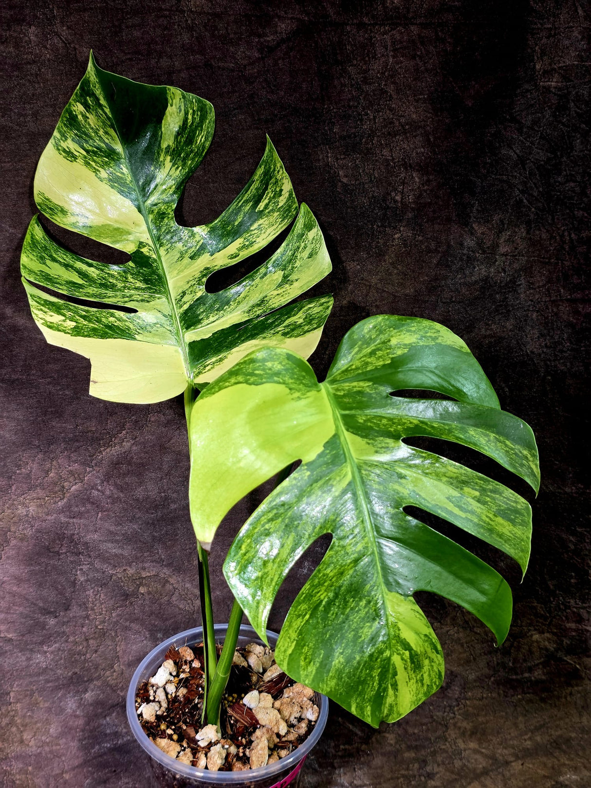 Monstera Aurea Variegated Borsigiana - Monstera Marmota - (July-30-5)