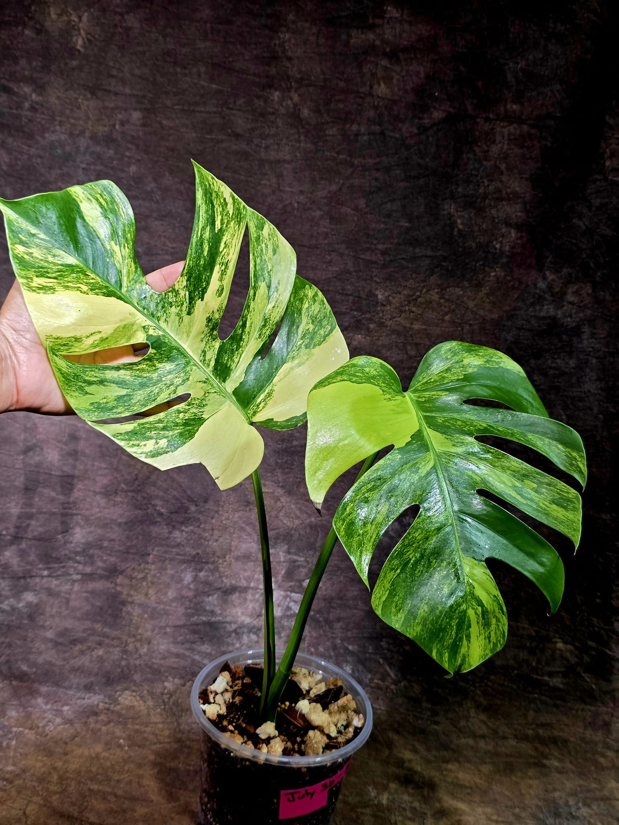 Monstera Aurea Variegated Borsigiana - Monstera Marmota - (July-30-5)