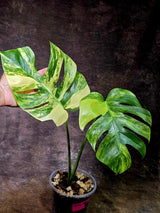 Monstera Aurea Variegated Borsigiana - Monstera Marmota - (July-30-5)