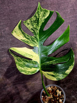 Monstera Aurea Variegated Borsigiana - Monstera Marmota - (July-30-7)