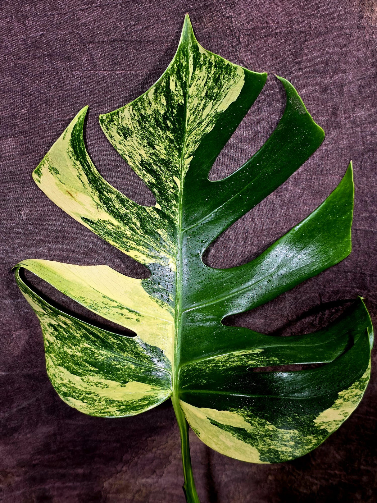 Monstera Aurea Variegated Borsigiana - Monstera Marmota - (July-30-7)