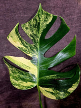 Monstera Aurea Variegated Borsigiana - Monstera Marmota - (July-30-7)