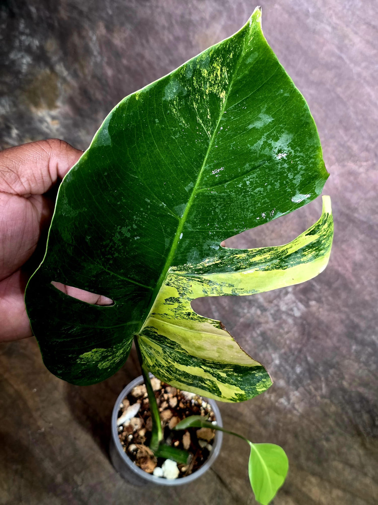 Monstera Aurea Variegated Borsigiana - Monstera Marmota - (July-30-6)
