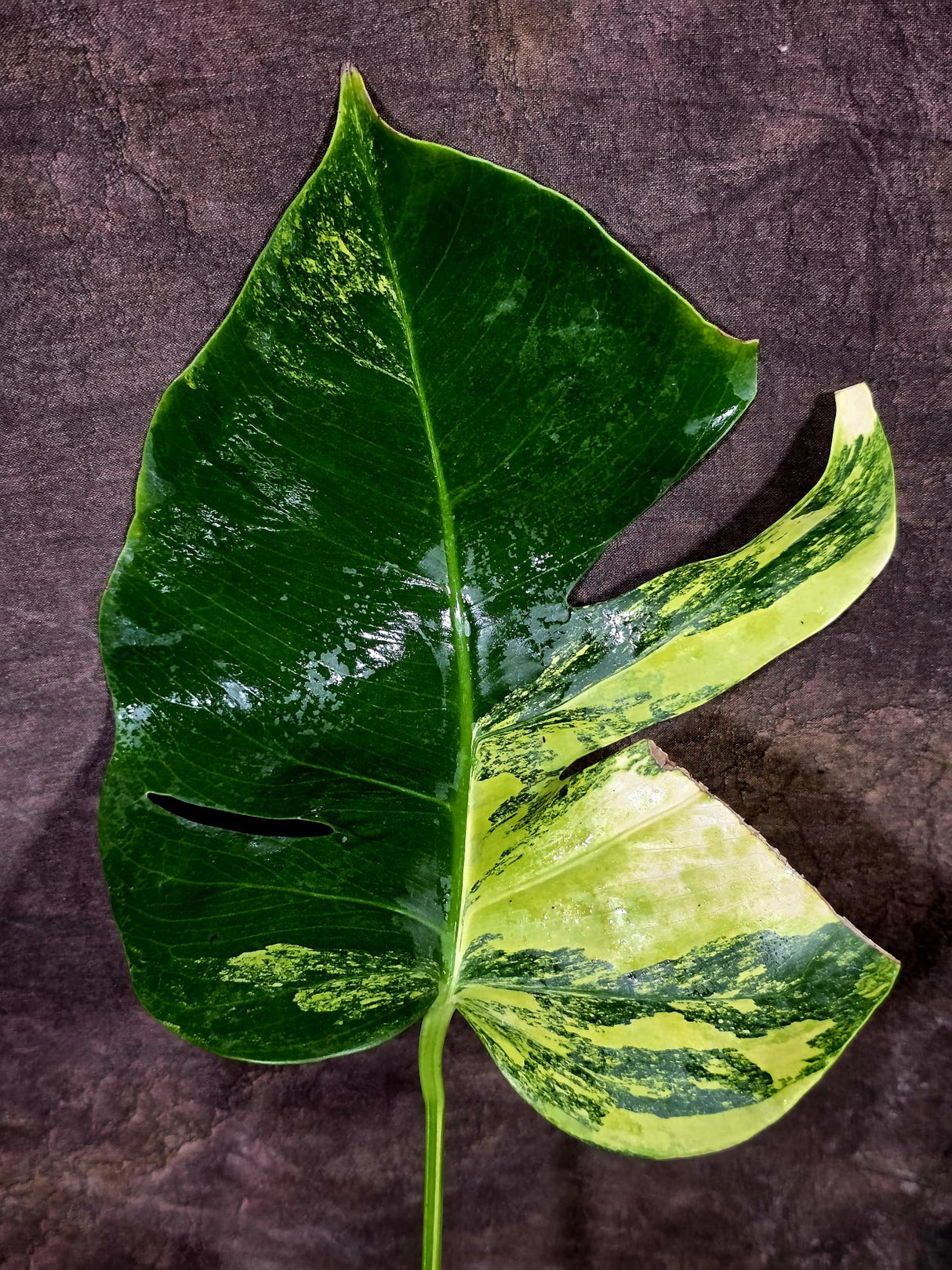Monstera Aurea Variegated Borsigiana - Monstera Marmota - (July-30-6)
