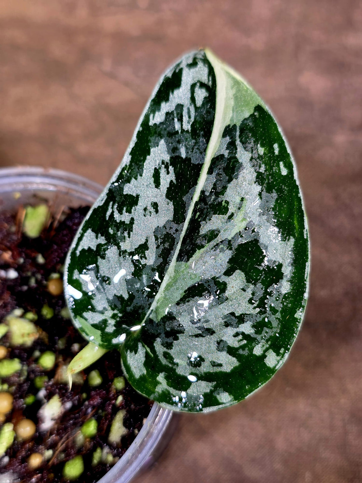 Variegated Scindapsus Mayari Plant - (July-30-33)