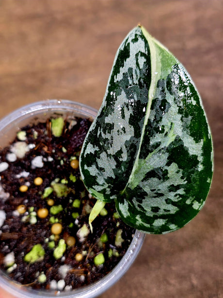 Variegated Scindapsus Mayari Plant - (July-30-33)