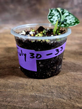 Variegated Scindapsus Mayari Plant - (July-30-33)