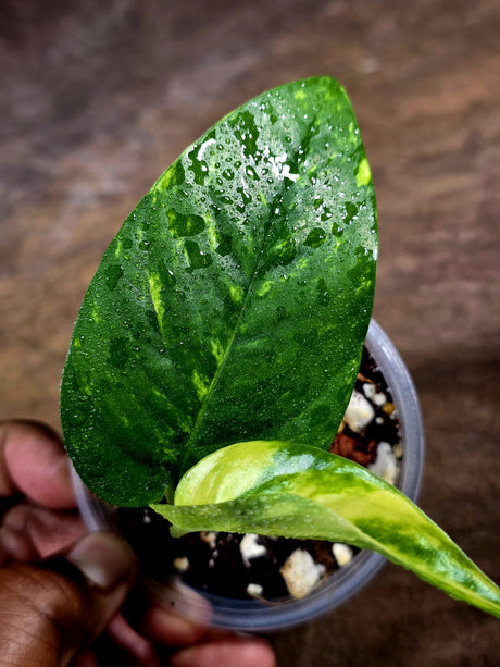 Rare Variegated Golden Flame Epipremnum Pinnatum – Exact Plant – (July-30-34)