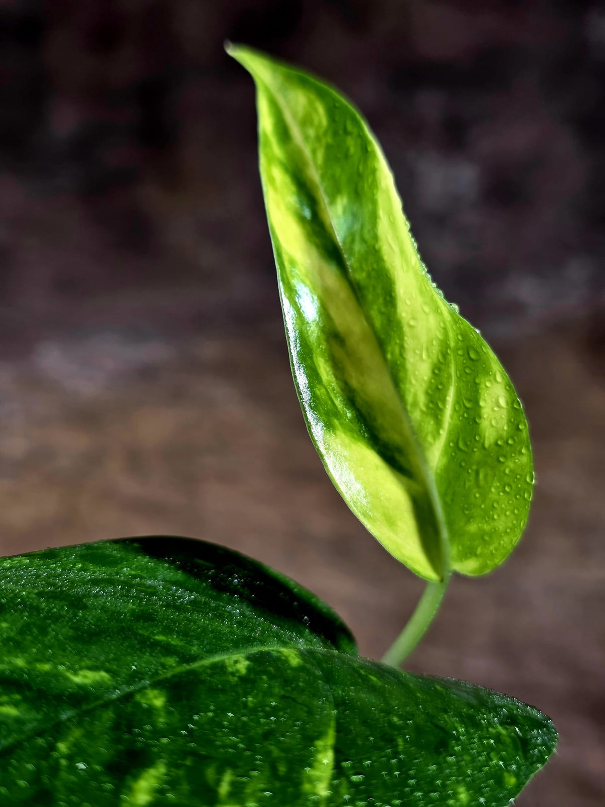 Rare Variegated Golden Flame Epipremnum Pinnatum – Exact Plant – (July-30-34)