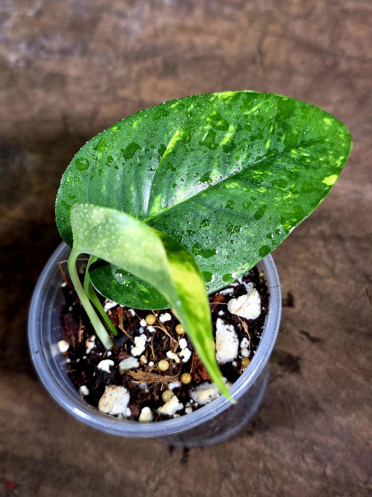 Rare Variegated Golden Flame Epipremnum Pinnatum – Exact Plant – (July-30-34)