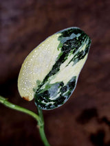 Variegated Scindapsus Mayari Plant - (July-30-35)