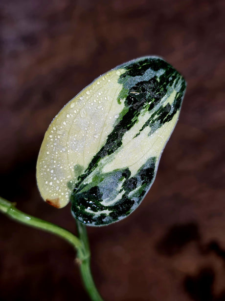 Variegated Scindapsus Mayari Plant - (July-30-35)