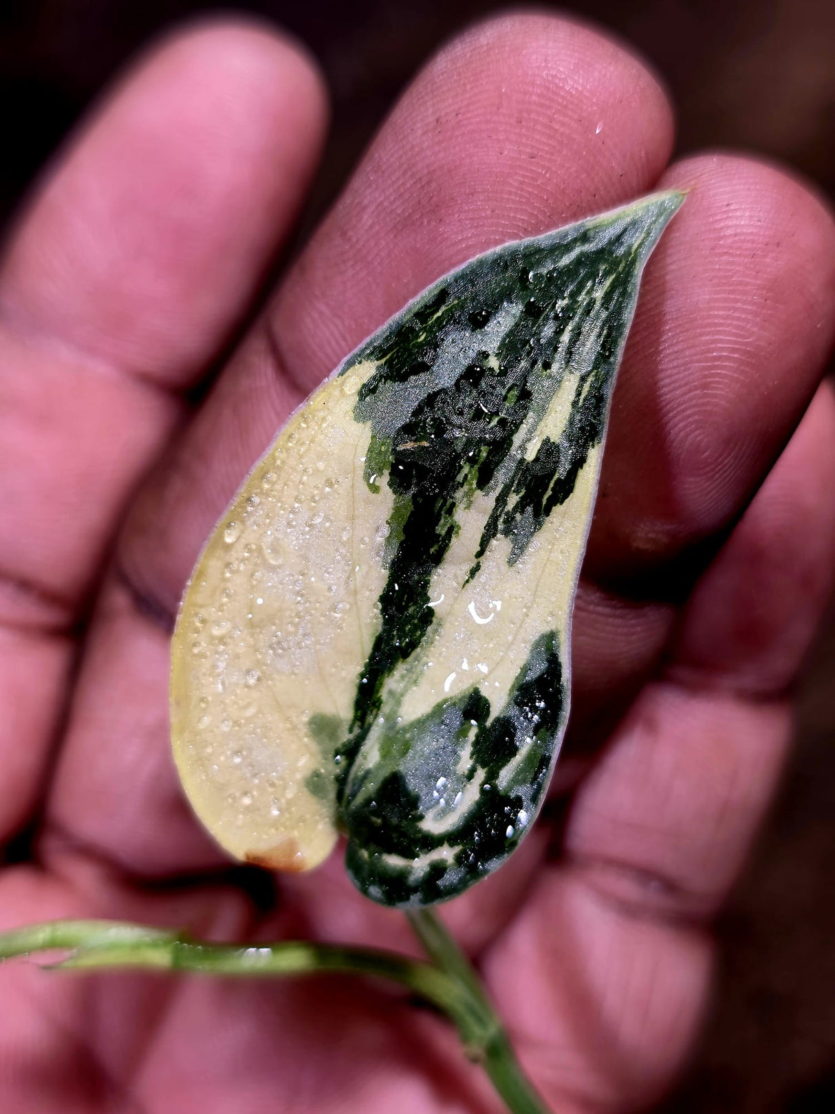 Variegated Scindapsus Mayari Plant - (July-30-35)