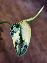 Variegated Scindapsus Mayari Plant - (July-30-35)