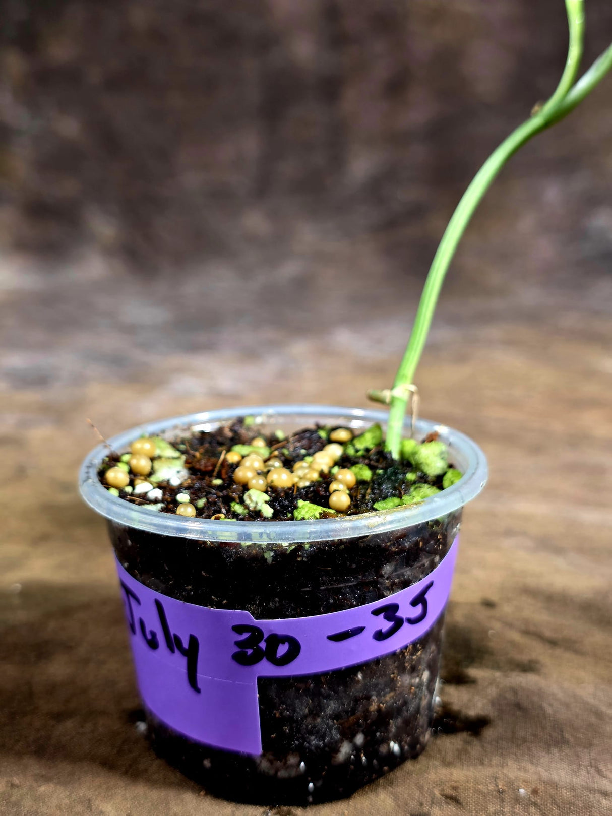 Variegated Scindapsus Mayari Plant - (July-30-35)