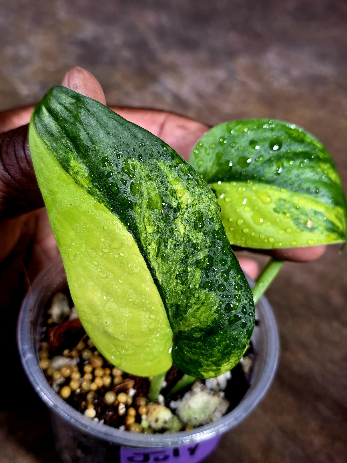 Scindapsus Jade Satin Variegated - Yellow Variegation - (July-30-36)