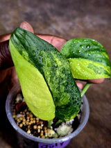 Scindapsus Jade Satin Variegated - Yellow Variegation - (July-30-36)