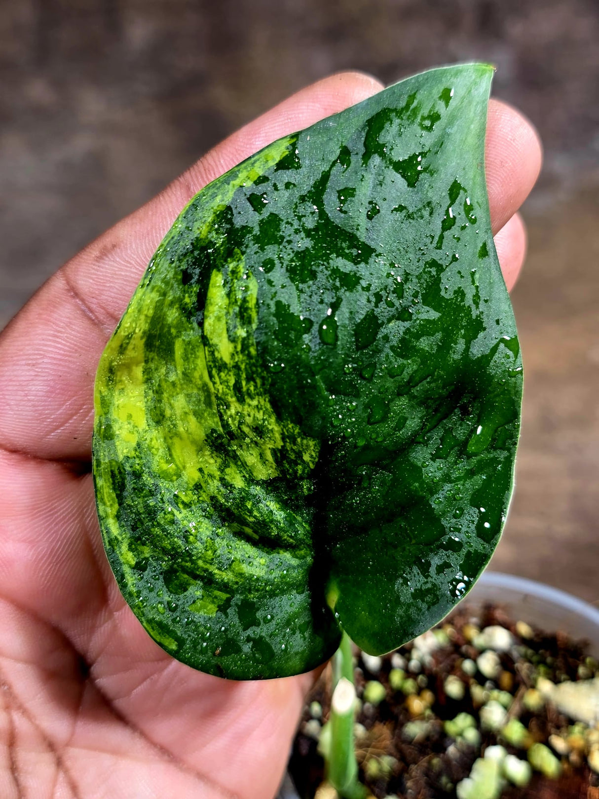 Scindapsus Jade Satin Variegated - Yellow Variegation - (July-30-37)