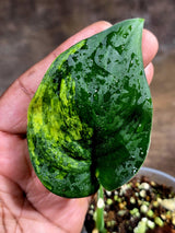 Scindapsus Jade Satin Variegated - Yellow Variegation - (July-30-37)