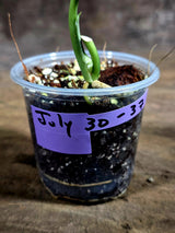 Scindapsus Jade Satin Variegated - Yellow Variegation - (July-30-37)