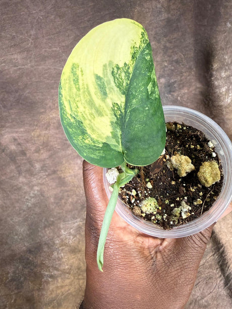 Scindapsus Jade Satin Variegated - Yellow Variegation - (July-29-4)