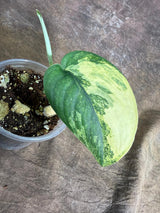 Scindapsus Jade Satin Variegated - Yellow Variegation - (July-29-4)