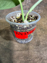 Scindapsus Jade Satin Variegated - Yellow Variegation - (July-29-4)