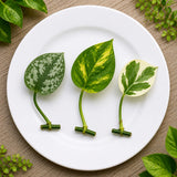2 Live Plant Cuttings Bundle – Pothos & Philodendron Collection