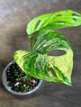 Monstera Adansonii Aurea Variegated - Exact Plant - (July-29-10)