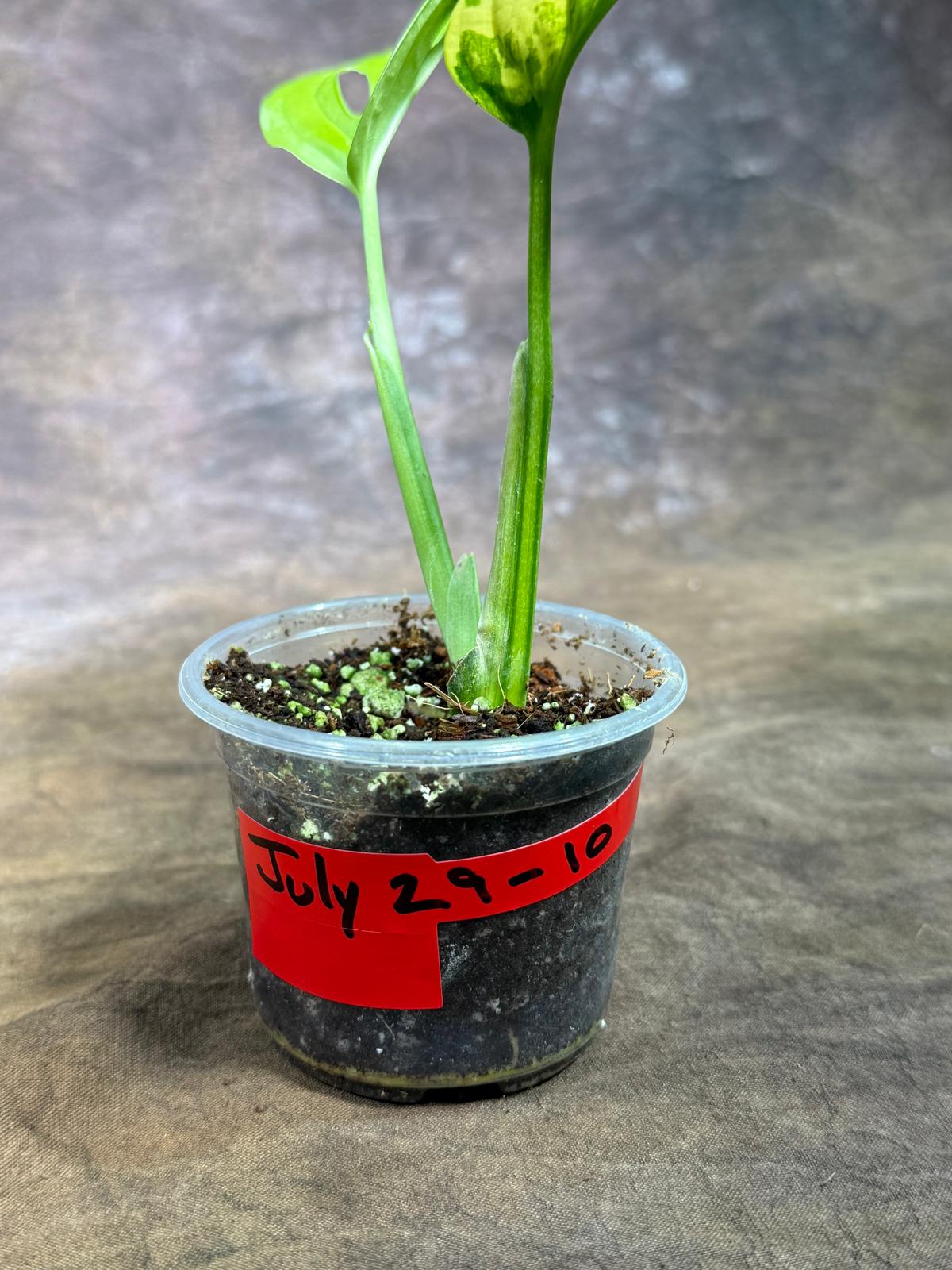 Monstera Adansonii Aurea Variegated - Exact Plant - (July-29-10)
