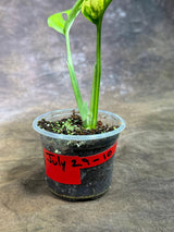 Monstera Adansonii Aurea Variegated - Exact Plant - (July-29-10)