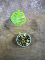 Monstera Adansonii Aurea Variegated - Exact Plant - (July-29-11)